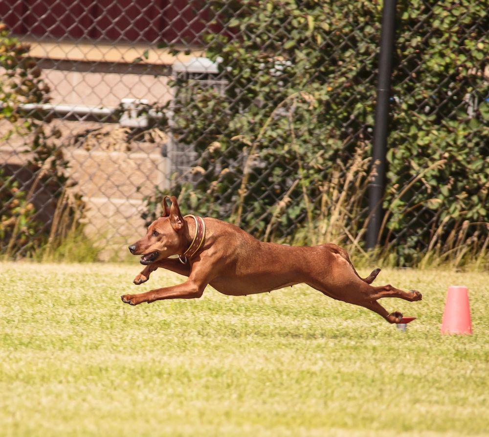 The ‘Swiss Army Knife’ of the Working Group 
